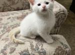 Polar Bear 2 - Siamese Kitten For Sale - 