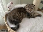 Avram and Eve - Scottish Straight Kitten For Sale - New York&comma; NY&comma; US