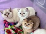 Cocos - Scottish Straight Kitten For Sale - New York&comma; NY&comma; US