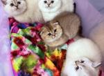 Klara - Scottish Fold Kitten For Sale - New York&comma; NY&comma; US