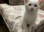 Polar Bear 3 - Siamese Kitten For Sale - Janesville&comma; MN&comma; US