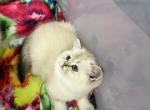 Lora - Scottish Straight Kitten For Sale - New York&comma; NY&comma; US