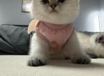 Sasha - Scottish Fold Kitten For Sale - New York&comma; NY&comma; US