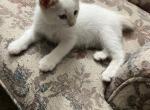 Polar Bear 4 - Siamese Kitten For Sale - 