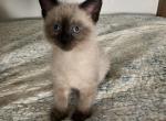 Brown Bear - Siamese Kitten For Sale - Janesville&comma; MN&comma; US