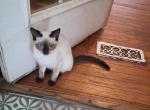 Male ColorPoint - Colorpoint Shorthair Kitten For Sale - Randallstown&comma; MD&comma; US