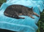 steve's guy - American Shorthair Kitten For Sale - Island Lake&comma; IL&comma; US