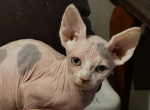 Sphynx kittens - Sphynx Kitten For Sale - Pacolet&comma; SC&comma; US