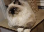 Seal mitted - Ragdoll Kitten For Sale/Service - Bristow&comma; VA&comma; US