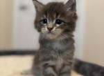 Bluey's Litter - Maine Coon Kitten For Sale - Georgetown&comma; TX&comma; US