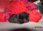 kittens deposit - Ragdoll Kitten For Sale - Beckley&comma; WV&comma; US