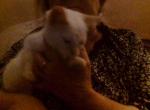 rosie - Siamese Kitten For Adoption - Saint Albans&comma; VT&comma; US