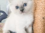 Angel - Ragdoll Kitten For Sale - Brogueville&comma; PA&comma; US