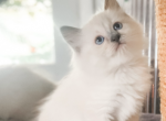 Talia - Ragdoll Kitten For Sale - Brogueville&comma; PA&comma; US