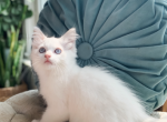 Gideon - Ragdoll Kitten For Sale - Brogueville&comma; PA&comma; US
