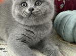 Boss - British Shorthair Kitten For Sale - Brooklyn&comma; NY&comma; US