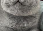 Boss - British Shorthair Kitten For Sale - Brooklyn&comma; NY&comma; US