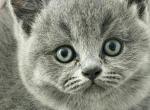 Boss - British Shorthair Kitten For Sale - Brooklyn&comma; NY&comma; US