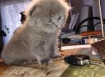 Mimi scottish - Scottish Fold Kitten For Sale - Sacramento&comma; CA&comma; US