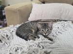 Unnamed - Domestic Kitten For Sale - Kennett Square&comma; PA&comma; US