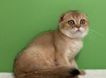 Eva - Scottish Fold Kitten For Sale - Cathlamet&comma; WA&comma; US