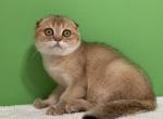 Eva - Scottish Fold Kitten For Sale - Cathlamet&comma; WA&comma; US