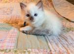 Polar Bear - Ragdoll Kitten For Sale - Stanwood&comma; WA&comma; US