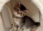 Beml - Scottish Straight Kitten For Sale - Bradenton&comma; FL&comma; US