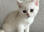 Skat - Scottish Straight Kitten For Sale - Bradenton&comma; FL&comma; US