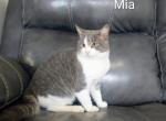 Mia - Domestic Kitten For Sale - Avon&comma; PA&comma; US