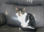 Ivy - Domestic Kitten For Sale - 