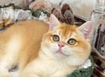 Teddie - British Shorthair Kitten For Sale - Wheeling&comma; IL&comma; US