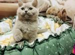 Lilya - British Shorthair Kitten For Sale - Wheeling&comma; IL&comma; US