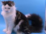 OREO BROWN TABBY WWH BLUE EYED POLY MALE MC KITTEN - Maine Coon Kitten For Sale - Union City&comma; MI&comma; US