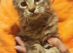 BROWN TABBY POLYDACTYL MALE MAINE COON KITTENS - Maine Coon Kitten For Sale - Union City&comma; MI&comma; US