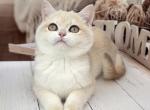 Cici - British Shorthair Kitten For Sale - Wheeling&comma; IL&comma; US