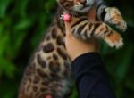 Tigris - Bengal Kitten For Sale - Las Vegas&comma; NV&comma; US