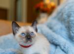 CFA registered Seal Point Male Siamese Kitten - Siamese Kitten For Sale - Pekin&comma; IN&comma; US