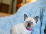 CFA Seal Point Siamese Female Kitten in Indiana - Siamese Kitten For Sale - Pekin&comma; IN&comma; US