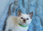 CFA Chocolate Point Male Kitten in Indiana - Siamese Kitten For Sale - Pekin&comma; IN&comma; US