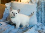CFA Lilac Point Siamese Male Kitten in Indiana - Siamese Kitten For Sale - Pekin&comma; IN&comma; US