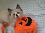 Buster Siberian Sphynx Domestic mixed breed - Siberian Kitten For Sale - Chandler&comma; AZ&comma; US