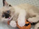 Sunny mixed breed Siberian Sphynx domestic mixed - Siberian Kitten For Sale - Chandler&comma; AZ&comma; US