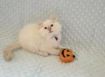 Snowball Siberian Shynx and Domestic mixed breed - Siberian Kitten For Sale - 