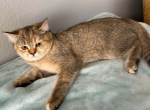 Scottish straight - Scottish Straight Kitten For Sale - Davenport&comma; FL&comma; US