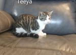 teeya - Domestic Kitten For Sale - Avon&comma; PA&comma; US