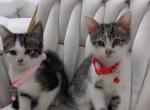 Kittens ready for homes - American Shorthair Kitten For Sale - 