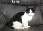 kaya - Domestic Kitten For Sale - Avon&comma; PA&comma; US