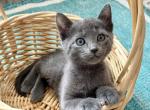 Russian Blue Kittens - Russian Blue Kitten For Sale - Cambridge&comma; MA&comma; US