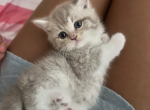 Lilac Scottish straight boy - Scottish Straight Kitten For Sale - Ballwin&comma; MO&comma; US